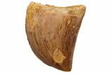 Serrated, Juvenile Carcharodontosaurus Tooth #233079-1